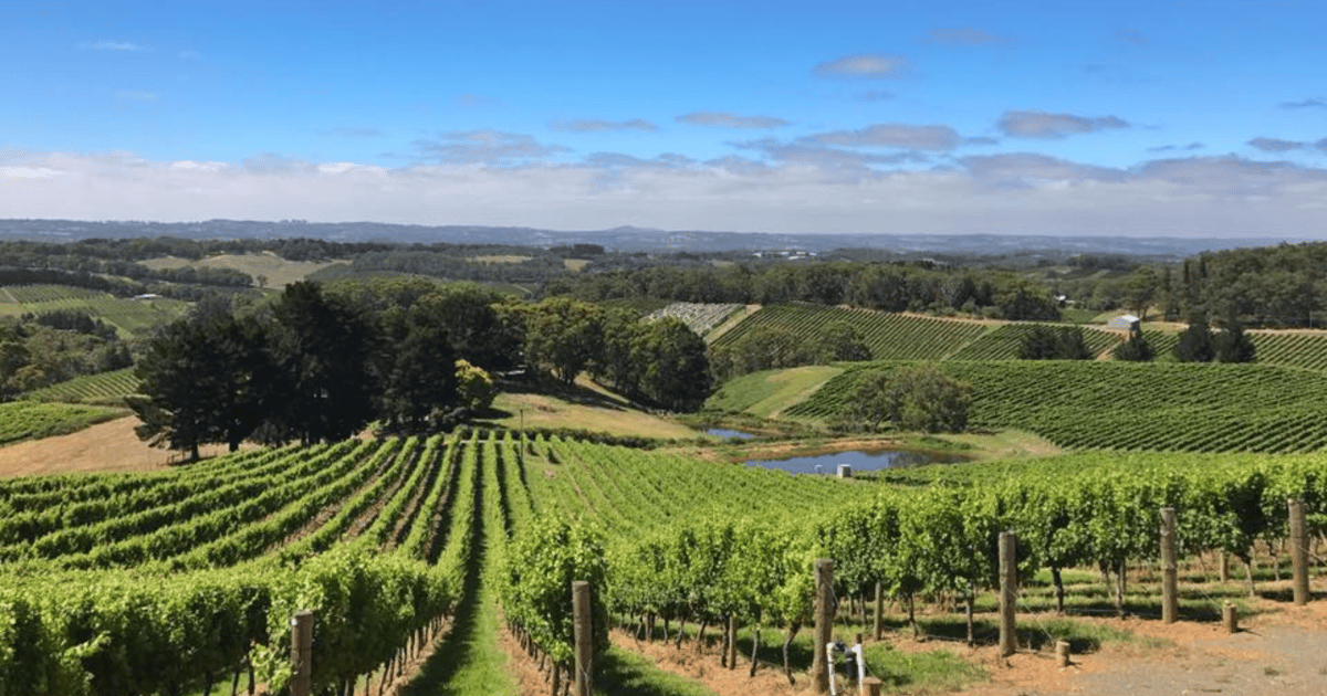Da Adelaide Tour del vino divino nelle colline di Adelaide GetYourGuide