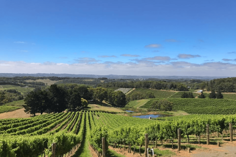 Depuis Adélaïde : Divine Wine Tour dans les collines d'AdélaïdeVisite des collines d'Adélaïde