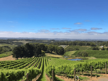 Från Adelaide: Divine Wine Tour i Adelaide Hills