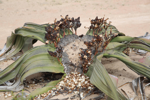 沙漠月球景观之旅：探索纳米比亚的神秘地形