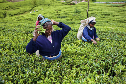 Kandy to Ella: Ramboda, Tea Factory & Nuwara Eliya Tour