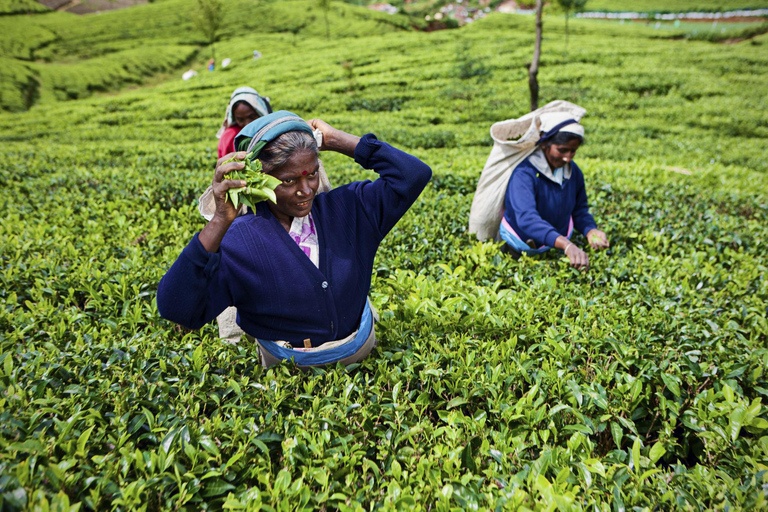 Kandy to Ella: Ramboda, Tea Factory & Nuwara Eliya Tour