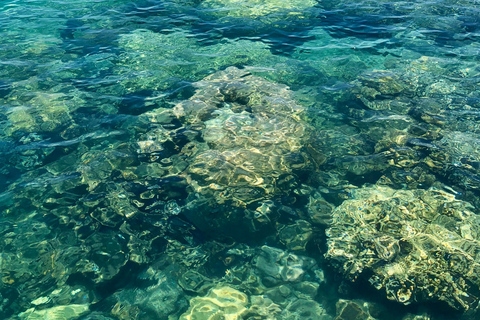 Port Douglas:Half Day Low Island and Lagoon Snorkelling Tour