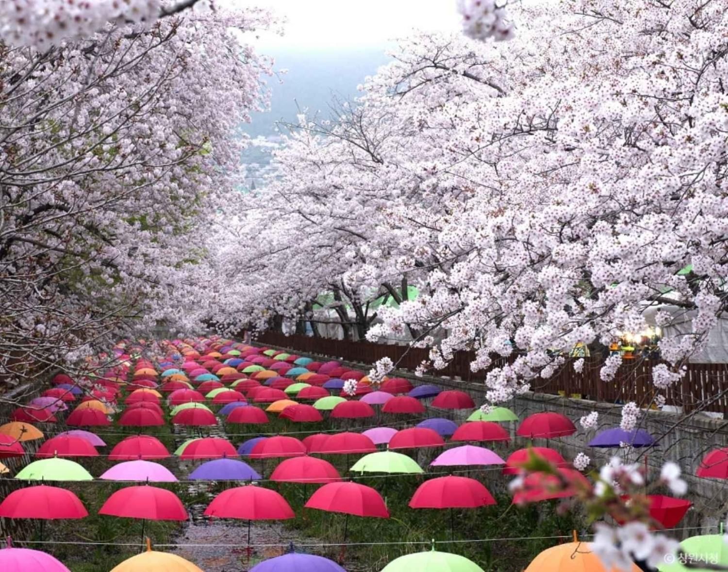 Busan: Jinhae Kirschblüte Tag & Nacht oder 1-Tagestour