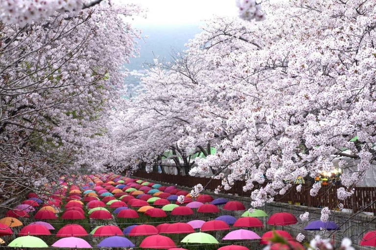 Busan: Jinhae Cherry Blossom Day & Night or 1 Day Tour Group Night Tour / Where Cherry Blossoms Define Jinhae