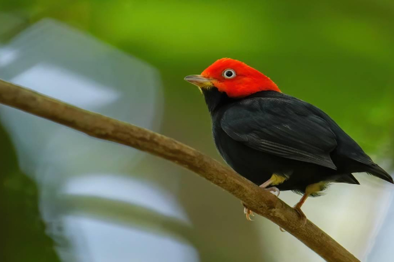 Parque Nacional de Carara: Melhor Tour Parque Nacional de Carara - Um dia