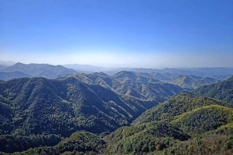 Shanghai: Zoumagang Hike Through Ancient Torreya Forest private tour option