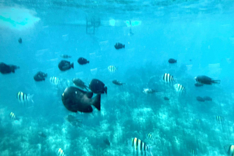 Zanzibar: Pungume island snorkeling and Sandbank with Lunch Tour with hotel pick up and drop-off