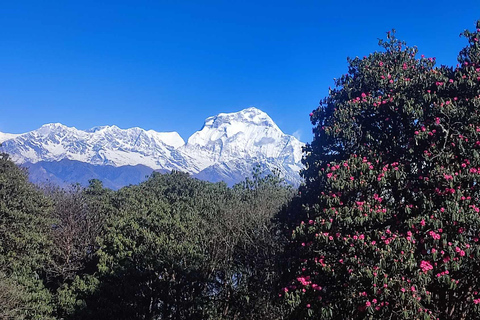 Ghorepani Poon Hill Trek - 4 Days