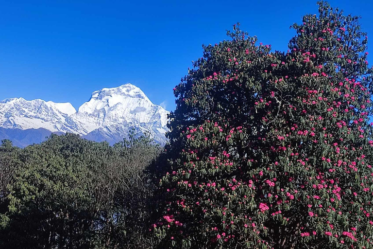 Ghorepani Poon Hill Trek - 4 Days