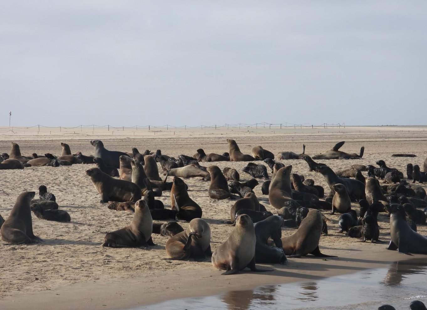 Walvis Bay: Kajak og Sandwich Harbour heldagstur