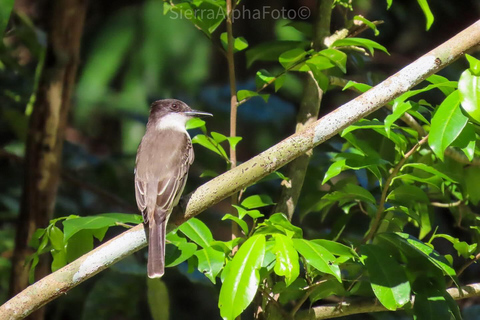 Rockland vogelreservaat privétourVan Montego Bay