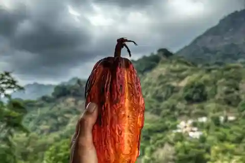 Excursão ao café e cacau mágico e exótico de Minca desde Santa Marta