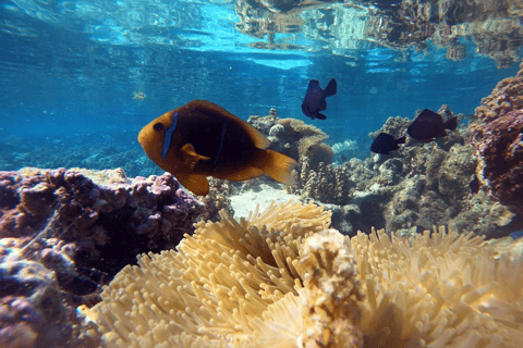 Tahaa & Raiatea: Coral Garden, Tropical Snorkeling, and Pearl Farm