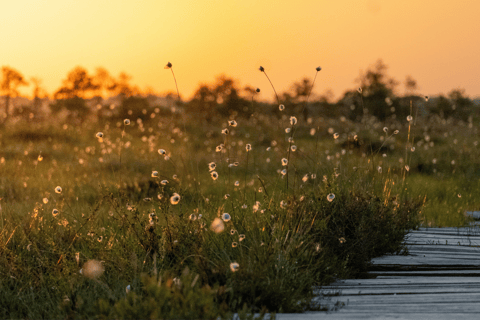 From Tallinn: Lahemaa National Park Sunrise Bog Hike