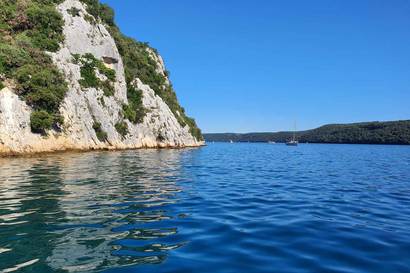 Dolphínusafari á hverju kvöldi