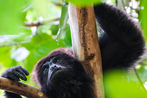 Nariva Swamp: Monkey Viewing Experience