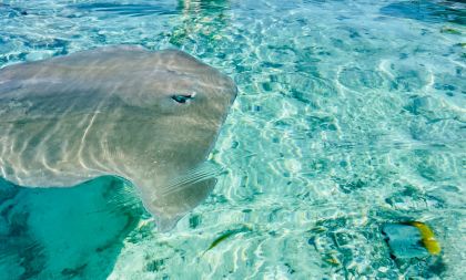 Bora Bora: Heldagssafari i lagunen og lunsj på en motu - ST