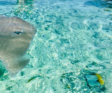 Bora Bora: Full day Lagoon Safari & Lunch on a Motu - ST