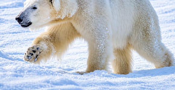 Rovaniemi: Ranua Wildlife Park, Polar Bears & Arctic Animals