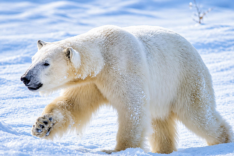 Rovaniemi: Ranua Wildlife Park, Polar Bears & Arctic Animals ⭐ Ranua Highlights | 4h | Polar Bears | Most Popular