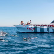 Portimao: Dolphins and Caves Tour in Catamaran