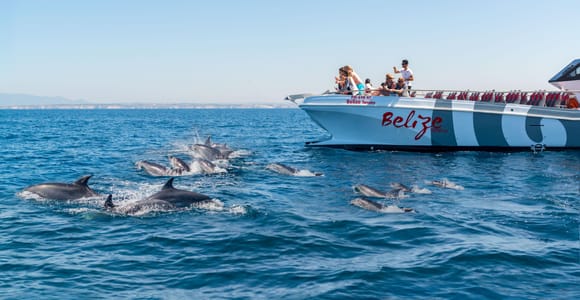 Portimão: Dolphins & Benagil Caves Catamaran-Marine Biologist