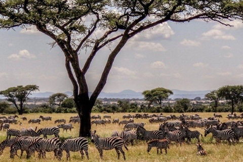 Safari Privado de 4 Días en Tanzania