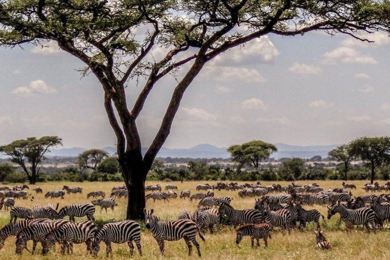 4 dagars privat safari i Tanzania