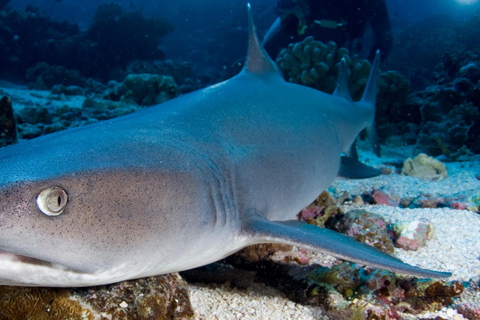 Port Douglas: Premium Outer Reef Dive Trip