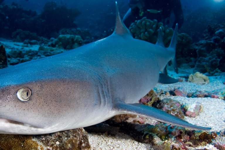 Port Douglas: Premium Outer Reef Dive Trip