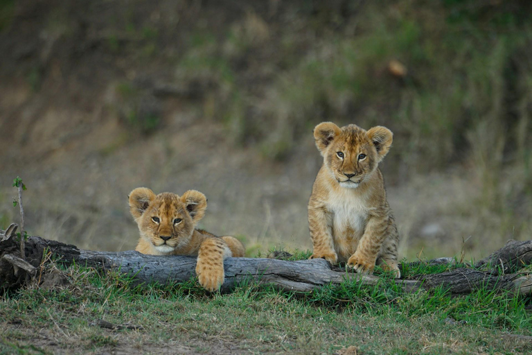 4 Day Kenya Parks Safari: Masai Mara, Lake Nakuru & Aberdare 4 Days Masai Mara & Nakuru Budget Group Joining Safari