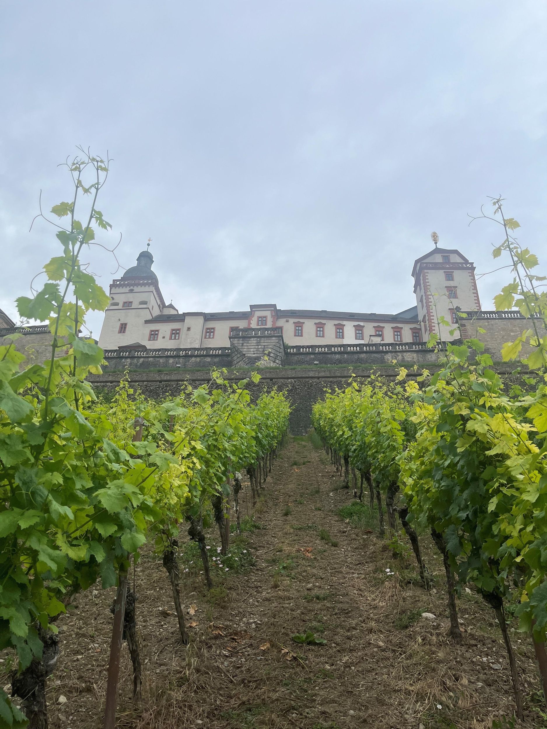 Zwischen Reben und Residenzstadt - Würzburger Weingenuss mit Weitblick