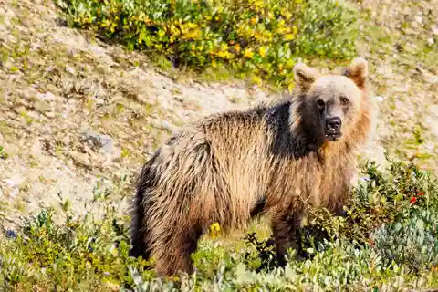 Canmore/Banff: Explore Banff & Wildlife