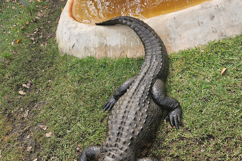 Everglades: passeio de barco com transporte e entrada incluídos