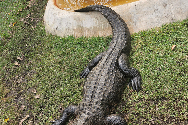 Everglades: boat tour with transportation&amp; entrance included