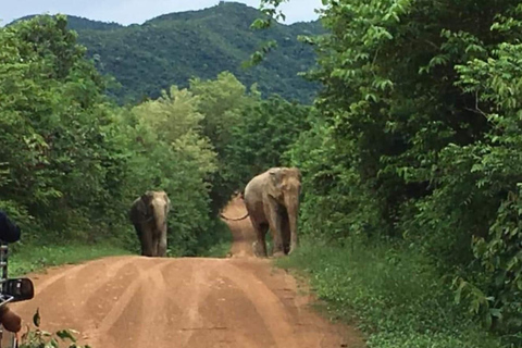 Hua Hin: Kui Buri National Park Wild Elephant Watching