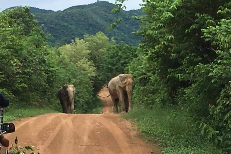 Hua Hin: Kui Buri National Park Wild Elephant Watching