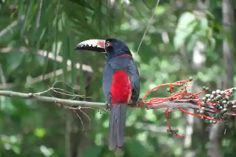 Calakmul : Deux jours de palais cachés dans la jungle