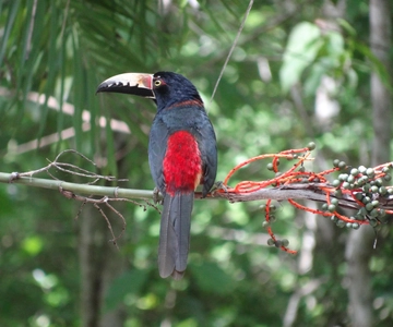 Calakmul: Dois dias de palácios escondidos na selva