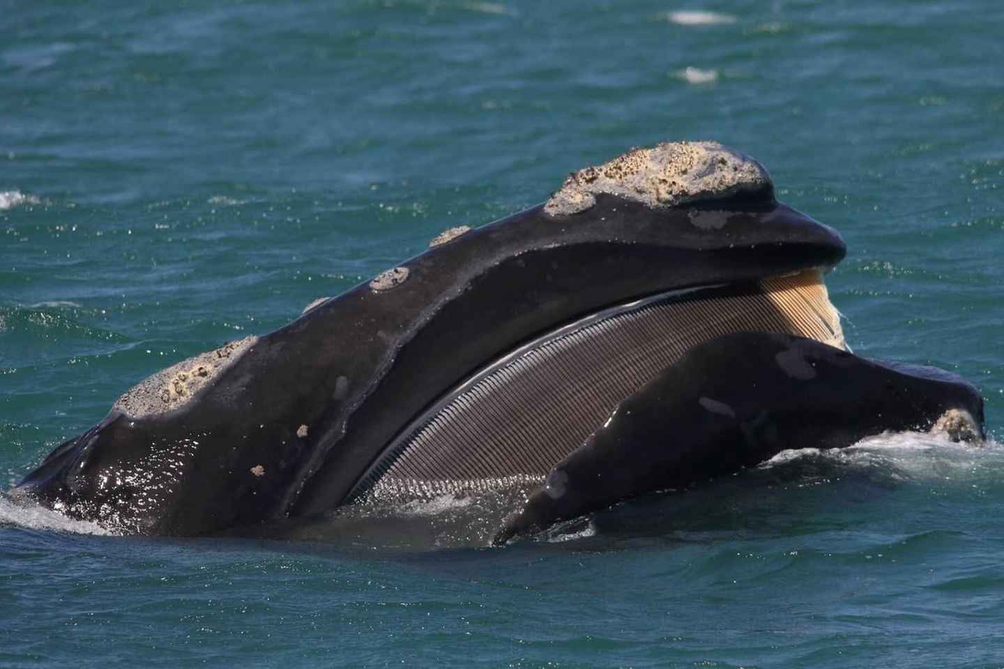 Shark & Whale Trip Combo - Shark & Whale Trip Combo