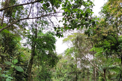 CAMINHO DO OURO - Guided tour Atlantic Forest, Waterfalls, Stories.