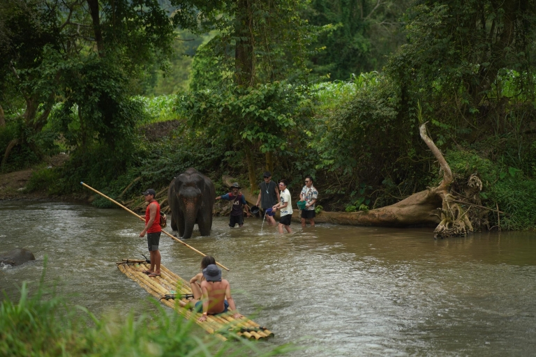 Chiang Mai: National Elephant Care & Rafting/Ziplines Trip Chiang Mai: National Elephant Care& Fully Ziplines Adventure
