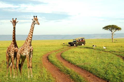 Safari d&#039;une demi-journée dans la réserve de Tala et le parc aux lions depuis Durban