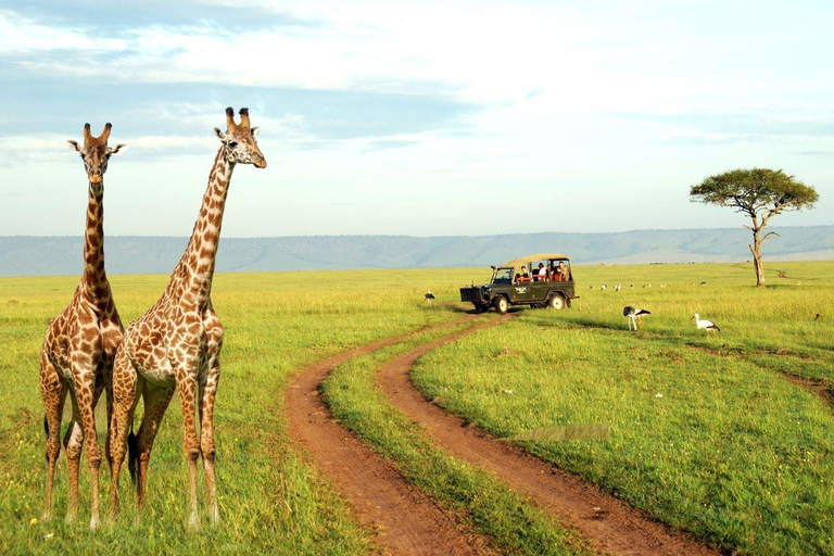 Półdniowe safari Tala Game Reserve &amp; Lion Park z Durbanu