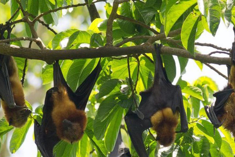 Pemba Island: Flying Fox Sanctuary Tour