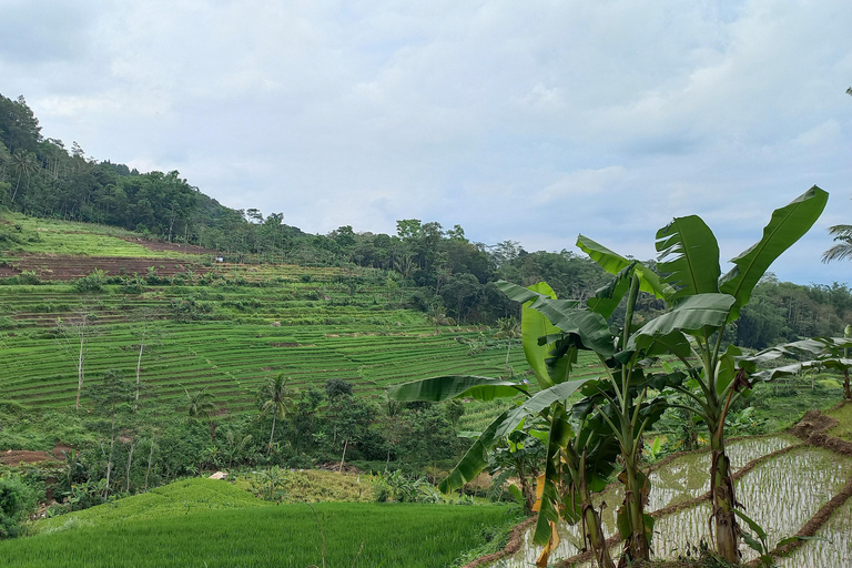 Yogyakarta :selogriyo temple, rice field trek& nepalvan java Yogyakarta :selogriyo temple rice field trek & nepalvan java