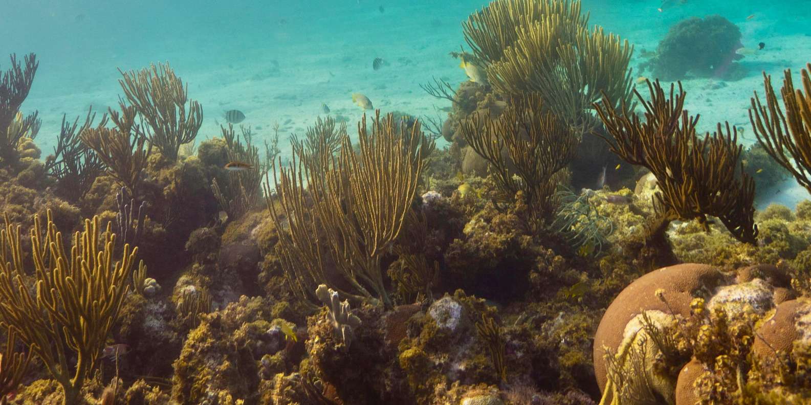 Bali: Blue Lagoon Snorkeling Tour with Optional Activities