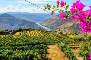 Von Porto aus: Kleingruppentour für Essen und Wein im Douro-Tal