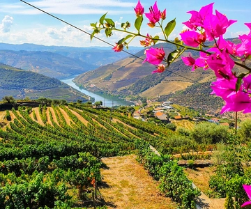 From Porto: Douro Valley and Amarante Small Group Wine Tour